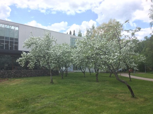 Kuva Poleenintakapihalta kirjastoa kohti. Etualalla runsaasti kukkivia omenapuita. Poutapilvinen taivas.
